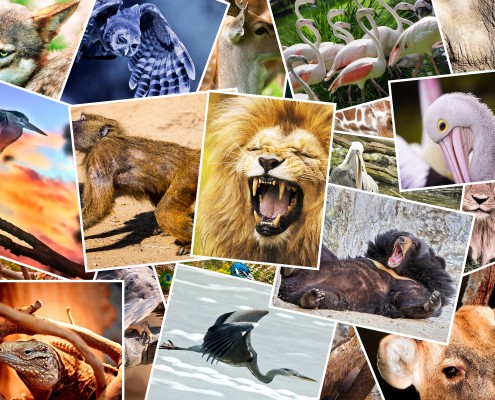 Wat kunnen we leren van de dieren? Samenwerken en samen leven