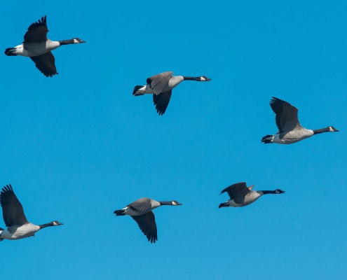 Ganzenformaties werken samen Samen werken in een team